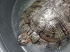 Красноухая черепаха бесплатно без аквариума