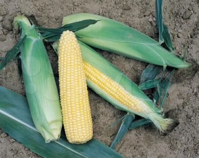 Семена Кукурузы 