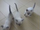 Кошка Тайской породы объявление продам