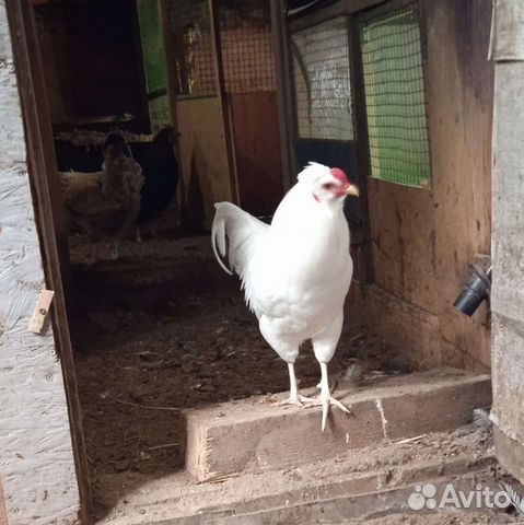 Домашние петухи