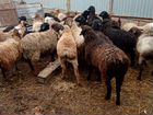 Овцы бараны ягнята от 5000 объявление продам