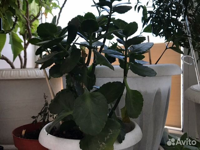 Каланхоэ, алое, королевская герань, фиалки