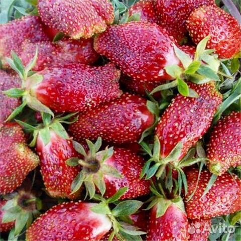 Земклубника