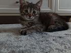 Котенок Европейская кошка объявление продам