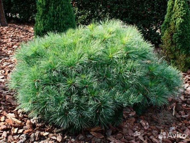 Сосна веймутова Минима купить в Таганроге | Товары для дома и дачи | Авито