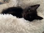 Котенок мейн-кун черный объявление продам