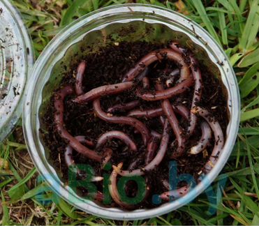 Черви дендробена