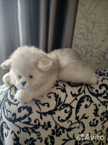 Котенок Мотя