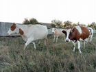 Коровы дойные молочные волгоградская область объявление продам