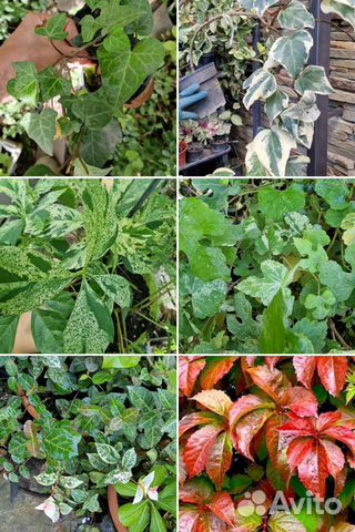 Девичий виноград,вичи, плющи и линаы