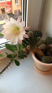 Кактуса ростки