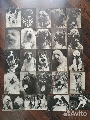 Открытки СССР с собаками