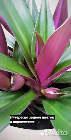 Комнатные растения Рео Традесканция