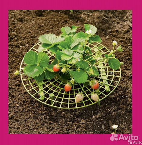 Держатели клубники. Опора для клубники. Подставка