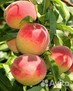 Саженцы персика