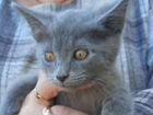 Котята русская голубая бесплатно объявление продам
