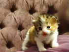 Котёнок, трехцветная девочка объявление продам