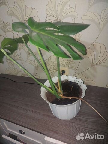 Алое, Толстянка(денежное дерево),Фикус, монстэра