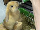 Вислоухие карликовые кролики с клеткой объявление продам