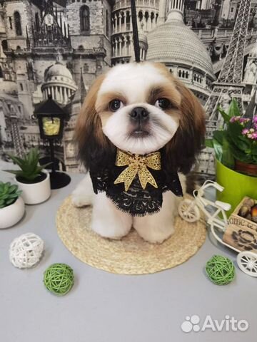 Стрижка собак