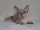 Шоколадные и лиловые бурманские котята объявление продам
