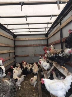 Петухи Домашние кубанскиекуры Несушки