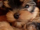 Йоркширский терьер щенки с родословной объявление продам