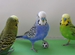 Волнистые попугайчики, мальчишки для разговора