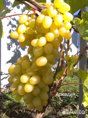 Саженцы и черенки винограда