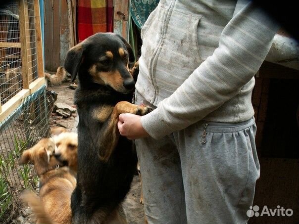 Замечательная Runa ищет дом