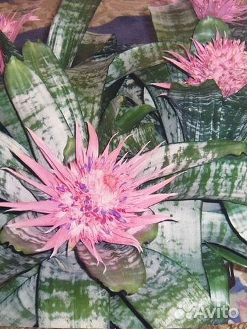 Комн цветы разные