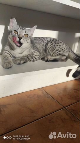 Котик на вязку