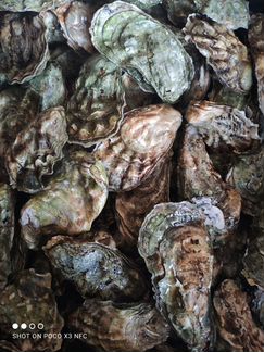 Живые устрицы,Мидия,рыба