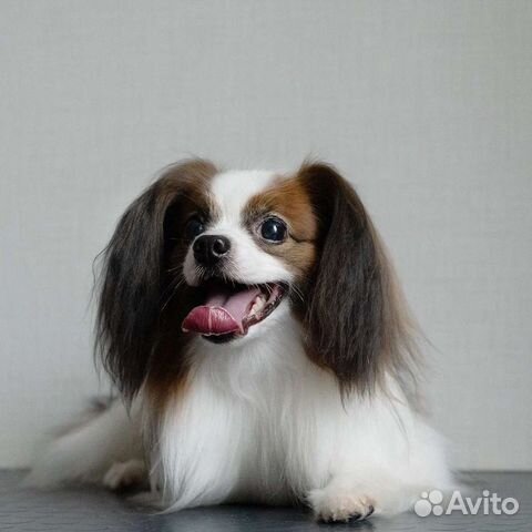 Стрижка собак