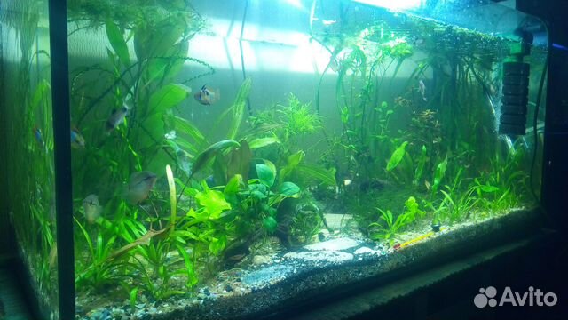Аквариумные растения