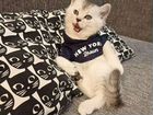 Шотландский котенок скоттиш страйт объявление продам