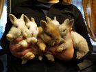Кролики зайки декоративные объявление продам