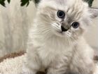 Котенок Невская маскарадная объявление продам