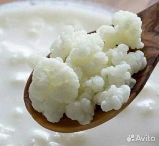 Молочный гриб