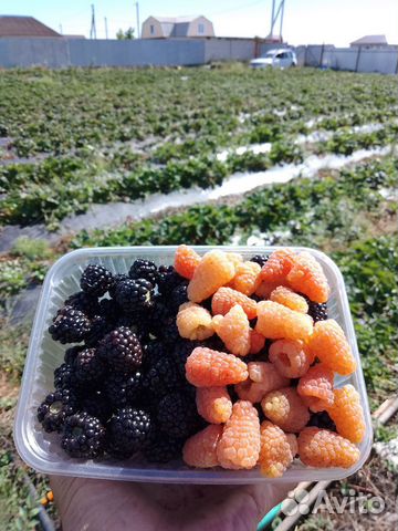 Саженцы ежевики