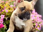 Французский бульдог щенок девочка объявление продам
