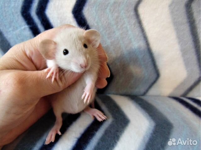 Крысы, крысюни - гамак в подарок, клетки