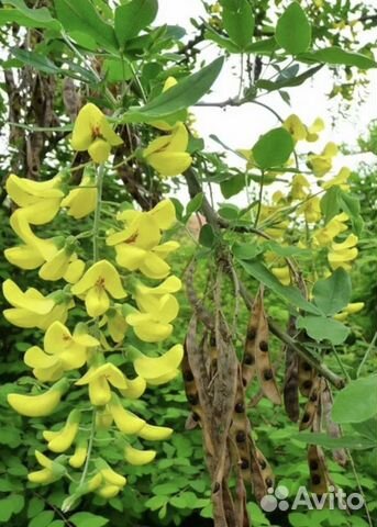 Глициния, бобовник