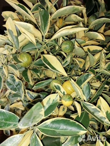 Каламондин, лимон, апельсин, мандарин, кумкват