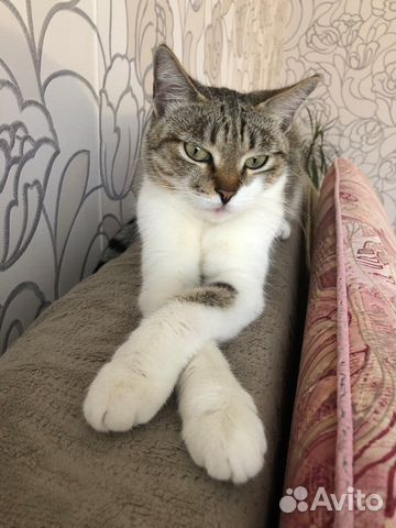 Кошка в добрые руки