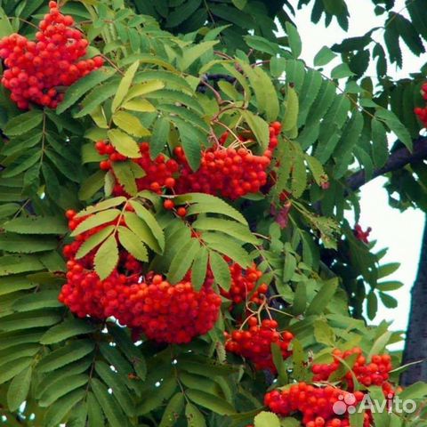 Рябина красная 1,5-1,7м