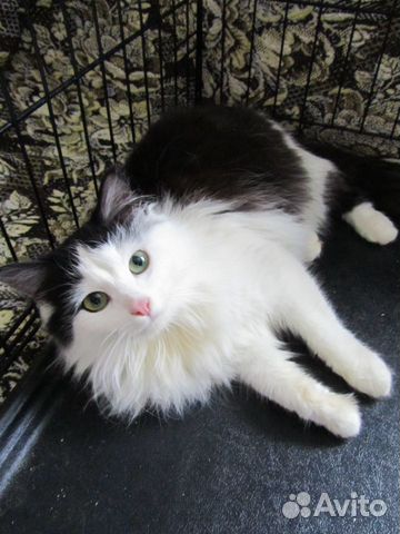 Ангорская кошечка