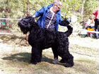 Собаки щенки Русский черный терьер объявление продам