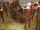 Продам молочных бычков -до 10 дней без доставки объявление продам