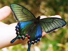 Детская миниферма тропических бабочек Принцесса объявление продам